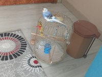 Muhabbet kuşumuz