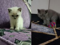 British shorthair erkek yavrular