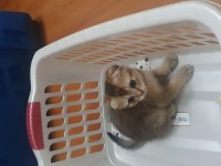 Black Golden Scottish Fold Erkek Yavru