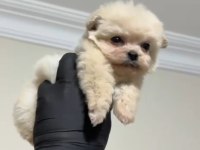 Sevgiliden sevgiliye pomeranian boo