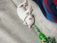 50 GÜNLÜK ERKEK FRENCH BULLDOG