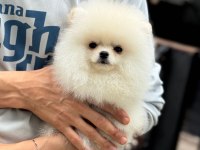 Ayıcık Surat Pomeranian