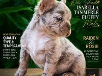 Fluffy Newshade İsabella Merle French Bulldog