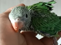 Bebek Pakistan Papağanıo 35 Günlük