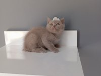 British shorthair lilac
