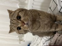 Scottish fold Dişi kedimizi çiftleştirme