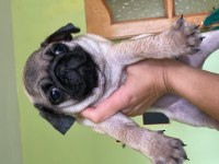 Oyuncu pug köpeği
