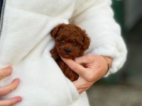 Bakanlık Onaylı Çiftlikten Toy Ve Teacup Poodle Yavruları