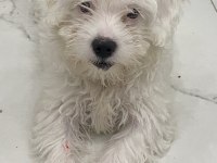 Maltese Dişi bebeğimiz 