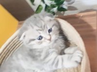 Secereli yavrular scottish fold