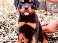 Koca Kafa Rottweiler Yavrular