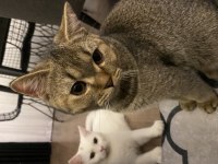 2 aylık british shorthair yavrular yuvalarını bekliyor