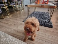 2 Yaşında Erkek Toy Poodle