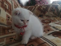 Ücretli sahiplendirme scottish fold blue point