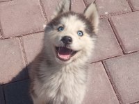 Sibirya kurdu husky