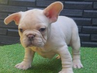 Egzotik renk french bulldog bebeklerimiz