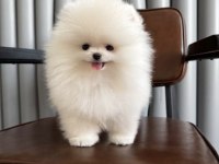Beyaz Lokum Pomeranian