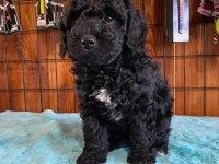 Toy poodle bebeklerimiz