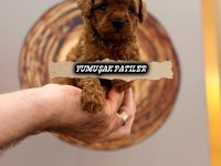 Kore Poodle