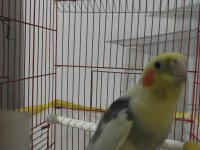 Sultan papağanı bir buçuk yaşında