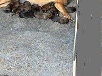 A Kalite Belçika Malinois yavrular