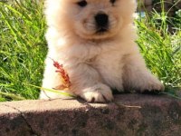 IRK VE SAĞLIK GARANTİLİ CHOW CHOW