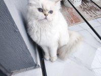 Uysal sevimli british shorthair kedimize yuva arıyoruz