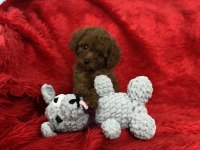 TEACUP TOY POODLE