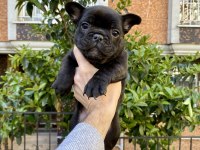 Birbirinden Sevimli ve Oyuncu French Bulldog Yavrularımız