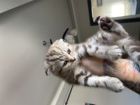 Güzel scottish fold yavrum