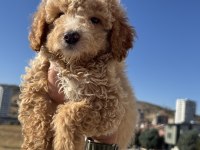 Wc Eğitimli Aşılı Karneli Maltipoo Yavrularmız