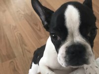 French bulldog köpeğimiz