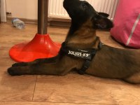 Safkan Irk Garantili Malinoisler