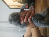 Ev ortamından sağlıklı bebekler scottish fold
