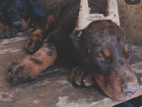 A scr üst düzey doberman