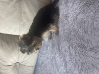 Safkan yorkshire terrier