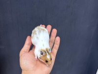 Ömürlük Yuvasını Arayan Minik Hamster Kalpler