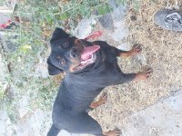 Dişi rottweiler