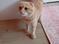 Scottish Fold kırık kulak kedimiz yeni yuvasını arıyor