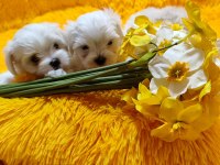 Maltese Terrier Adrese Teslim, Kapıda Ödeme Yapabilirsiniz