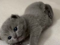 Scottish Fold Yavru Çeşitler Mevcuttur