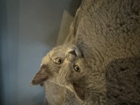 Sahiplendirilecek british shorthair
