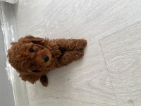 Anne altından toy poodle yavrumuz