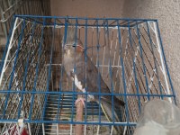 Grey dişi sultan papağanı