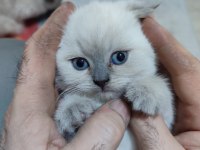 27 Mart doğumlu scottish fold Yalova merkez