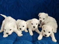 Minyatür maltese köpekler