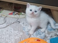British Shorthair Minnoşum