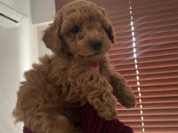 Ankara'da uygun toy poodle kendi bebeklerimiz