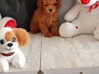 Kore ayarı dişi minyatür poodle