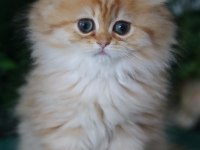 British Longhair Dişi